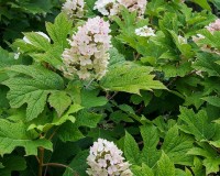 hydrangea quercifolia.jpg